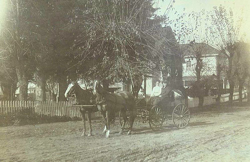 Tam in buggy on county road